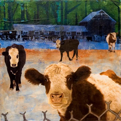 Friendly Cows, Weston MA