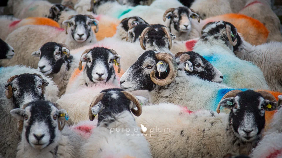 Swaledales
