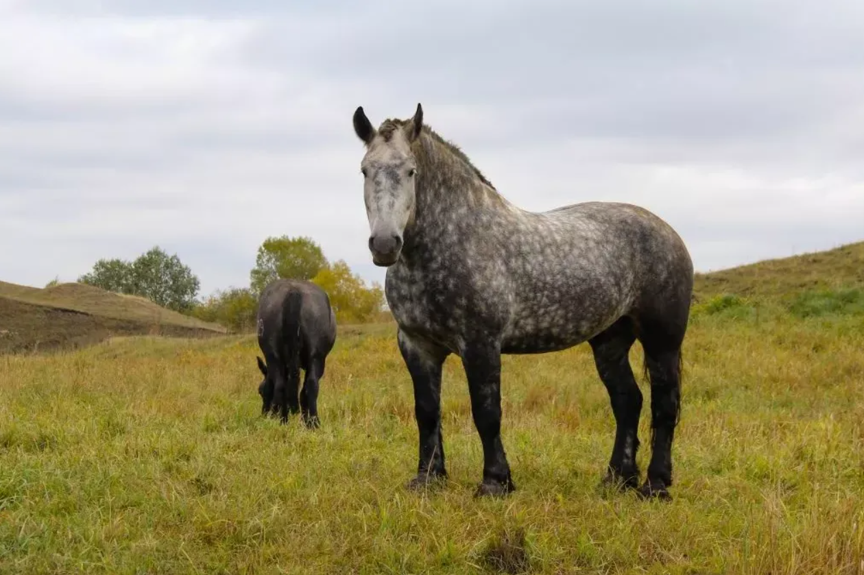 Percheron copy.png