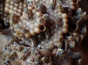 Maya honey bees--website.jpg