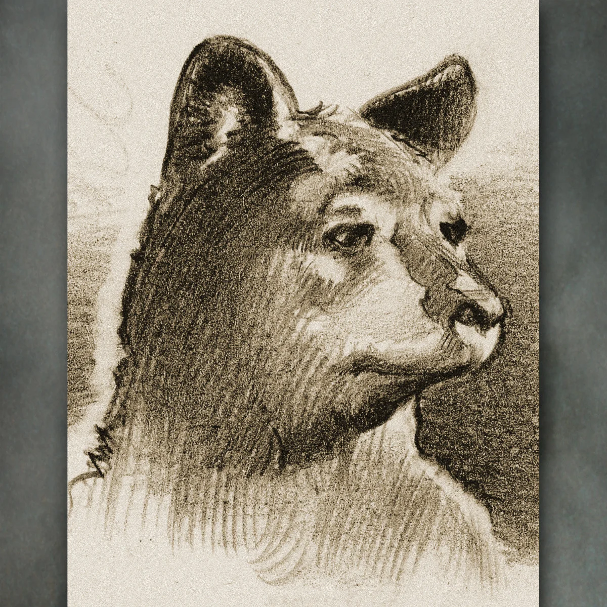 web-draw-rbear-1.jpg