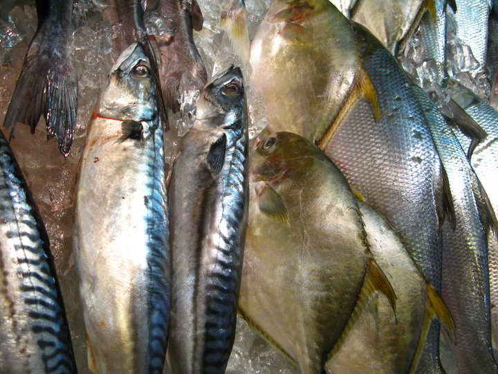 Fresh Fish on Display