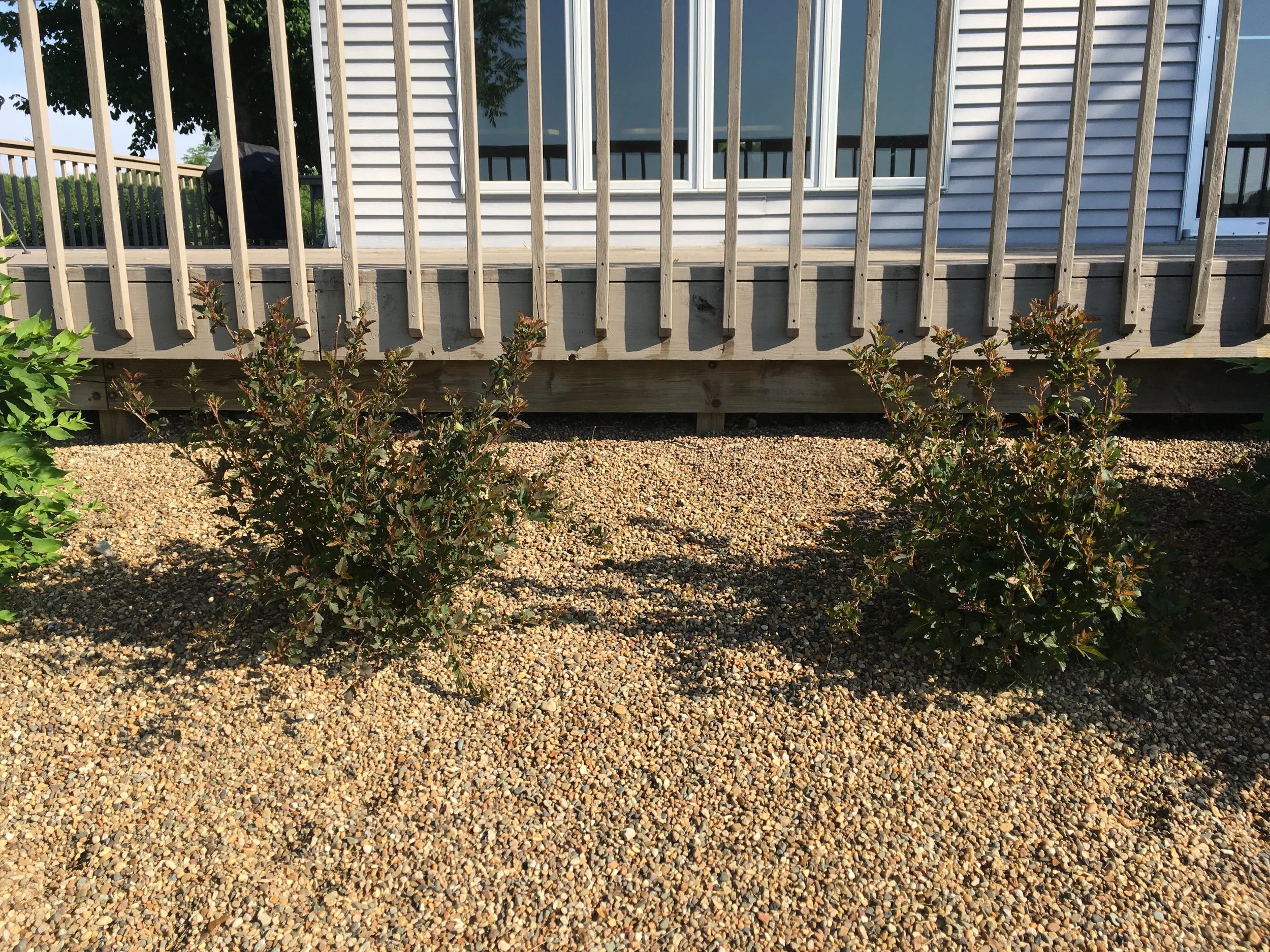 New shrubs were planted on the south side of the clubhouse, where old shrubs were removed by Wood Brothers Landscaping.
