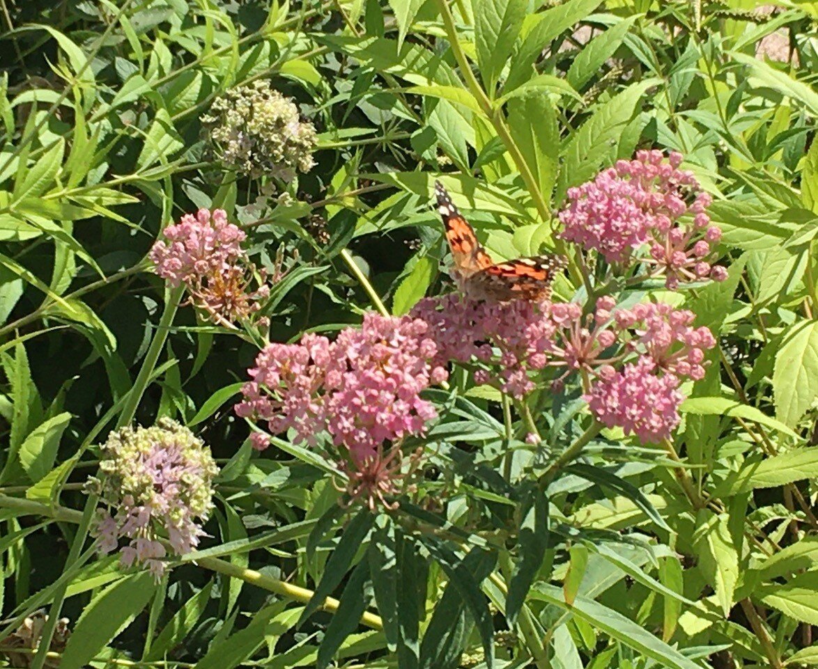 This Red Milkweed plant in the Panorama West rain garden is popular with pollinators, as well as butterflies like this Painted Lady.