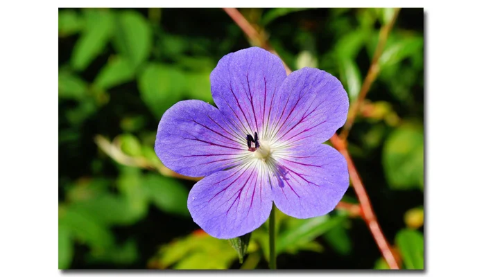 Innovation is a Flower