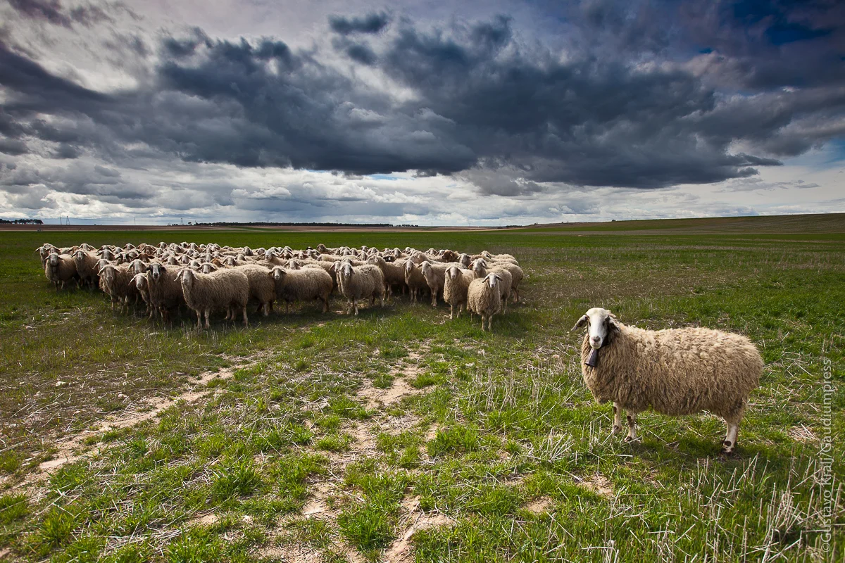 Mis ovejas escuchan mi voz, yo las conozco y ellas me siguen. Yo les doy Vida eterna: ellas no perecerán jamás y nadie las arrebatará de mis manos. Segovia, España. Foto: Gustavo Kralj/GaudiumpressImages.com