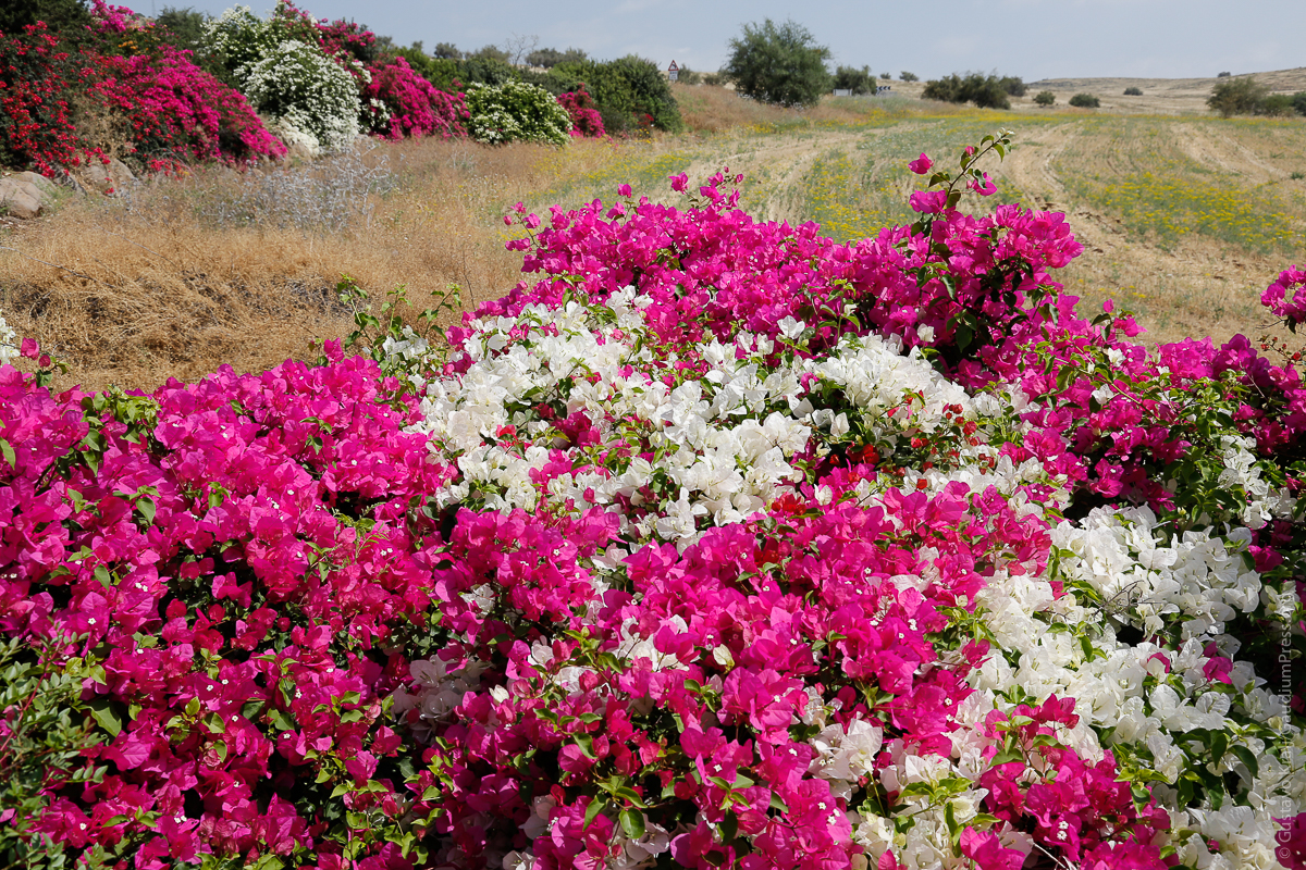 Tierra Santa: Flores silvestres en Galilea. Foto: Gustavo Kralj/GaudiumpressImages.com