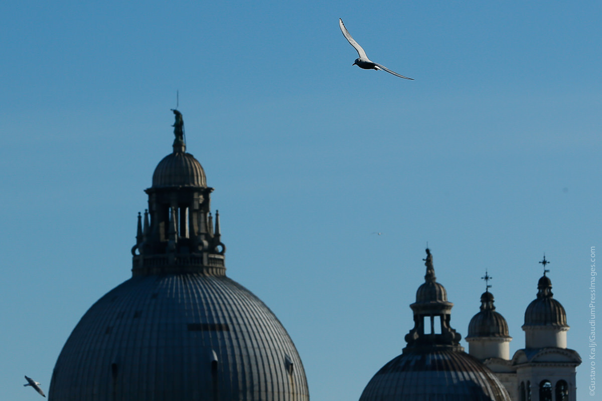 Venecia, Italia: Santa Maria della Salute. Foto: Gustavo Kralj/GaudiumpressImages.com