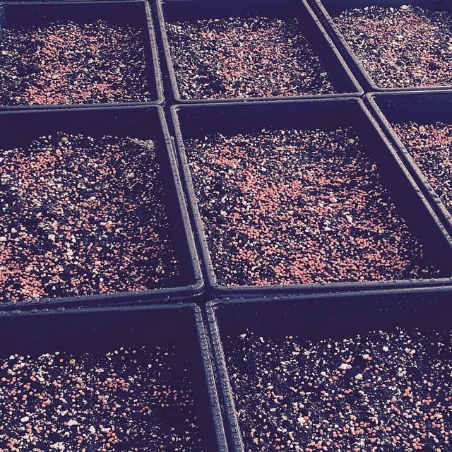 Planting up a storm in the green house