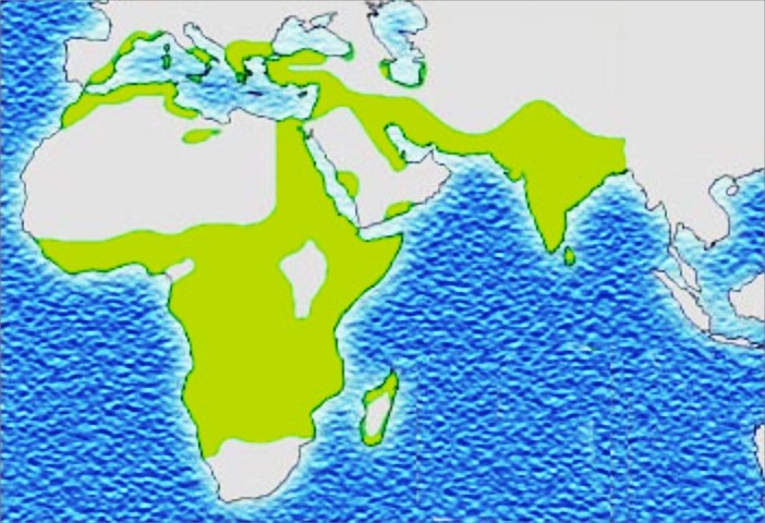 Figure 2: Malaria distribution