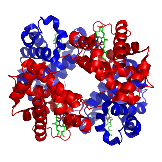 Figure 5: Hemoglobin A