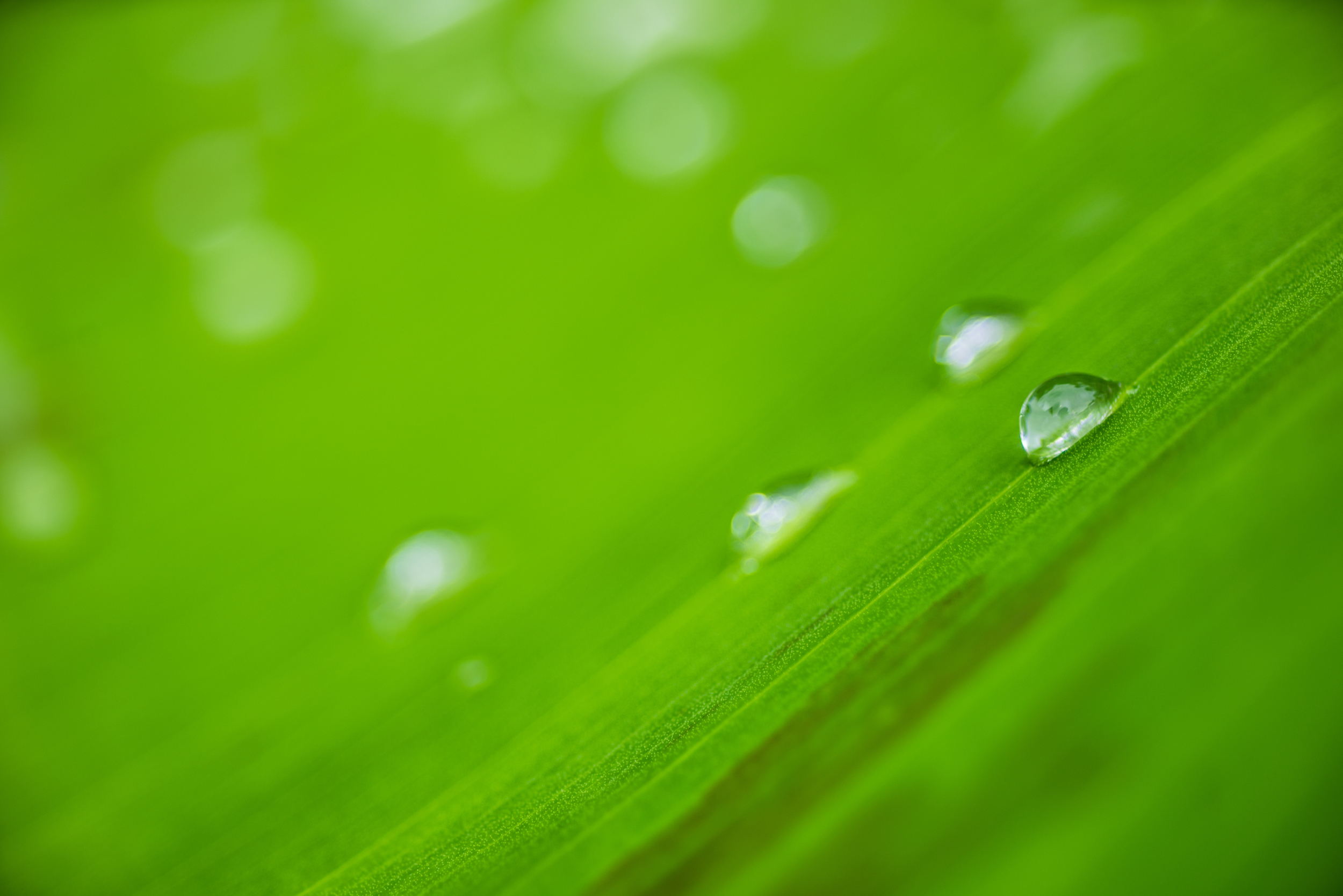 The 100mm macro brings in plenty of detail with the A7r Sensor.