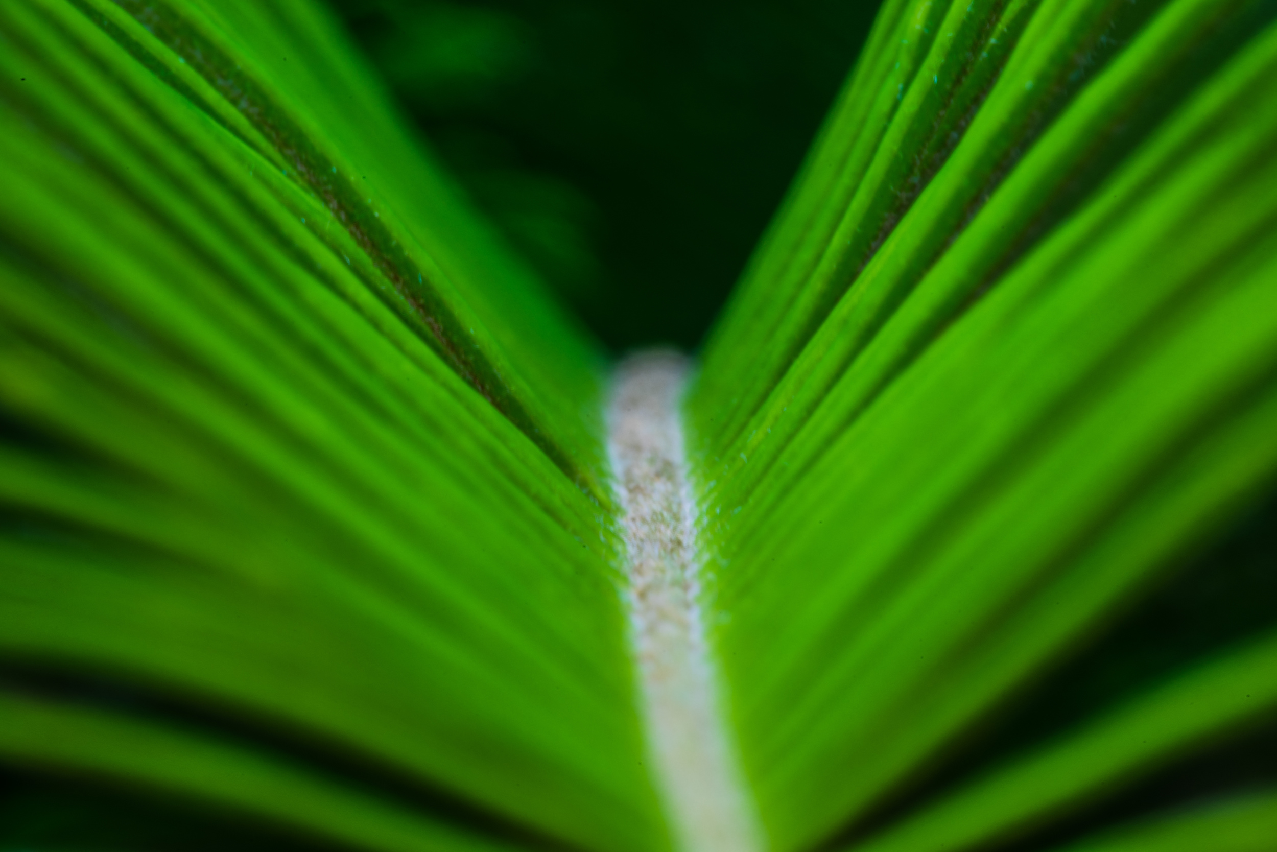 Like most large aperture macros, the the in-focus portion of an image at the higher aperture settings are super tiny!