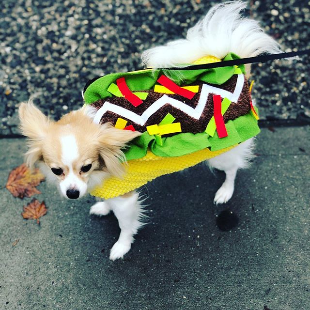 A NY Chanteuse is walking with her dear friend @jimmyp5287 on a blustery Halloween day when all of a sudden he exclaims &ldquo;Its a Taco Dog!&rdquo; And indeed it was! Come on!!! #halloweeninthecity #nycbackyard #broadwayworld #actorslife #livelaugh