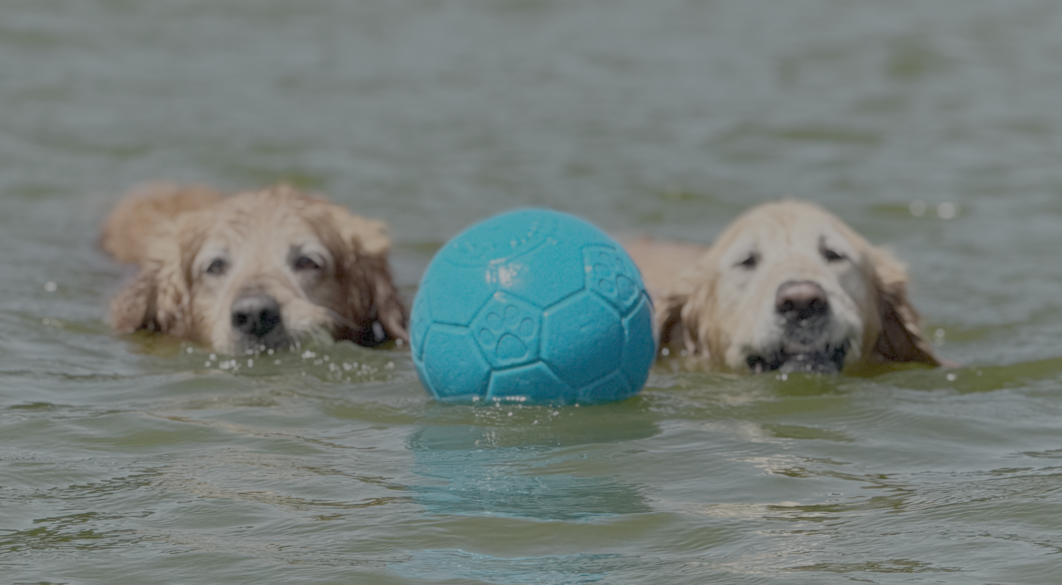 July is National Pet Hydration Month!