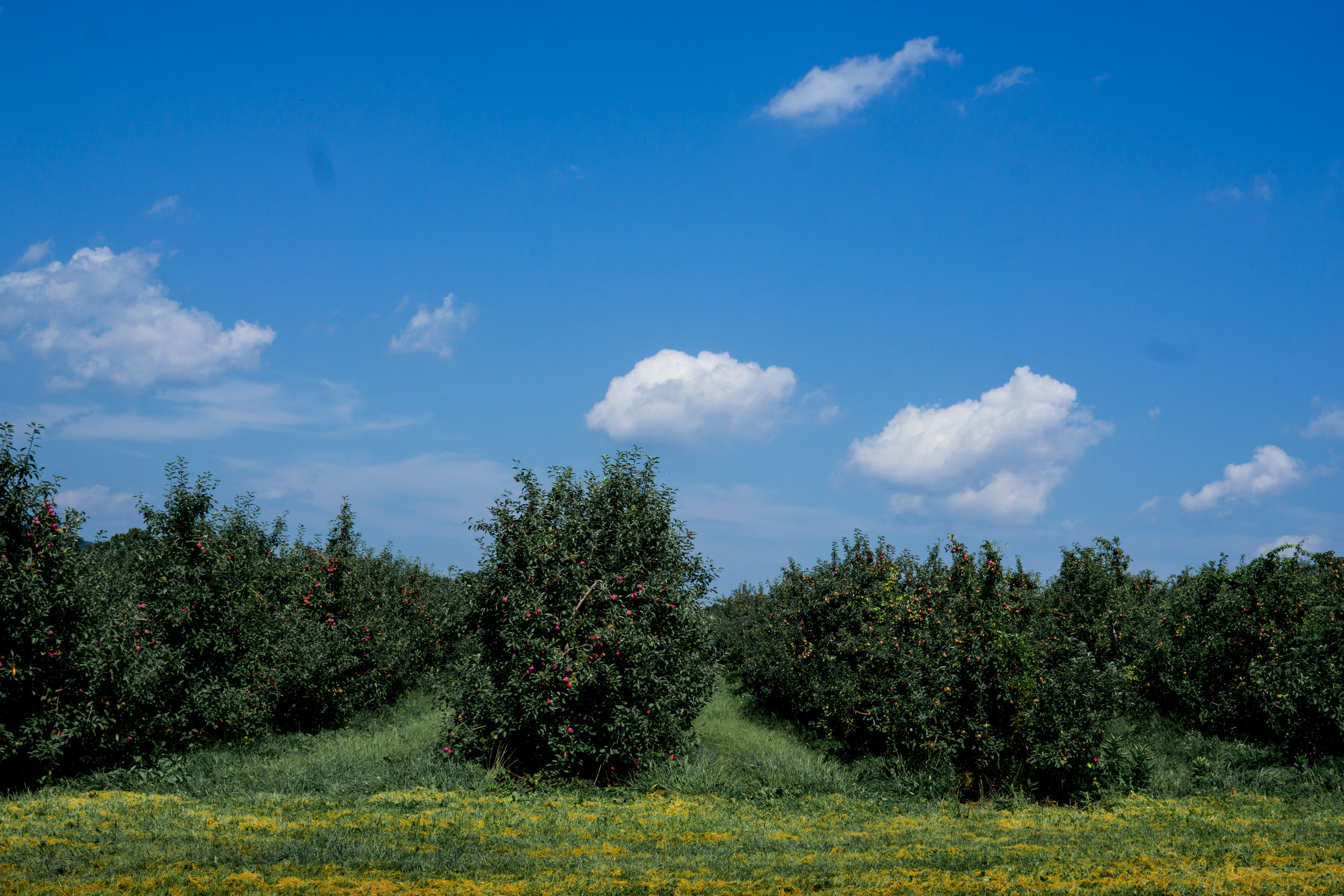 Lyman's Orchard-77-1.jpg