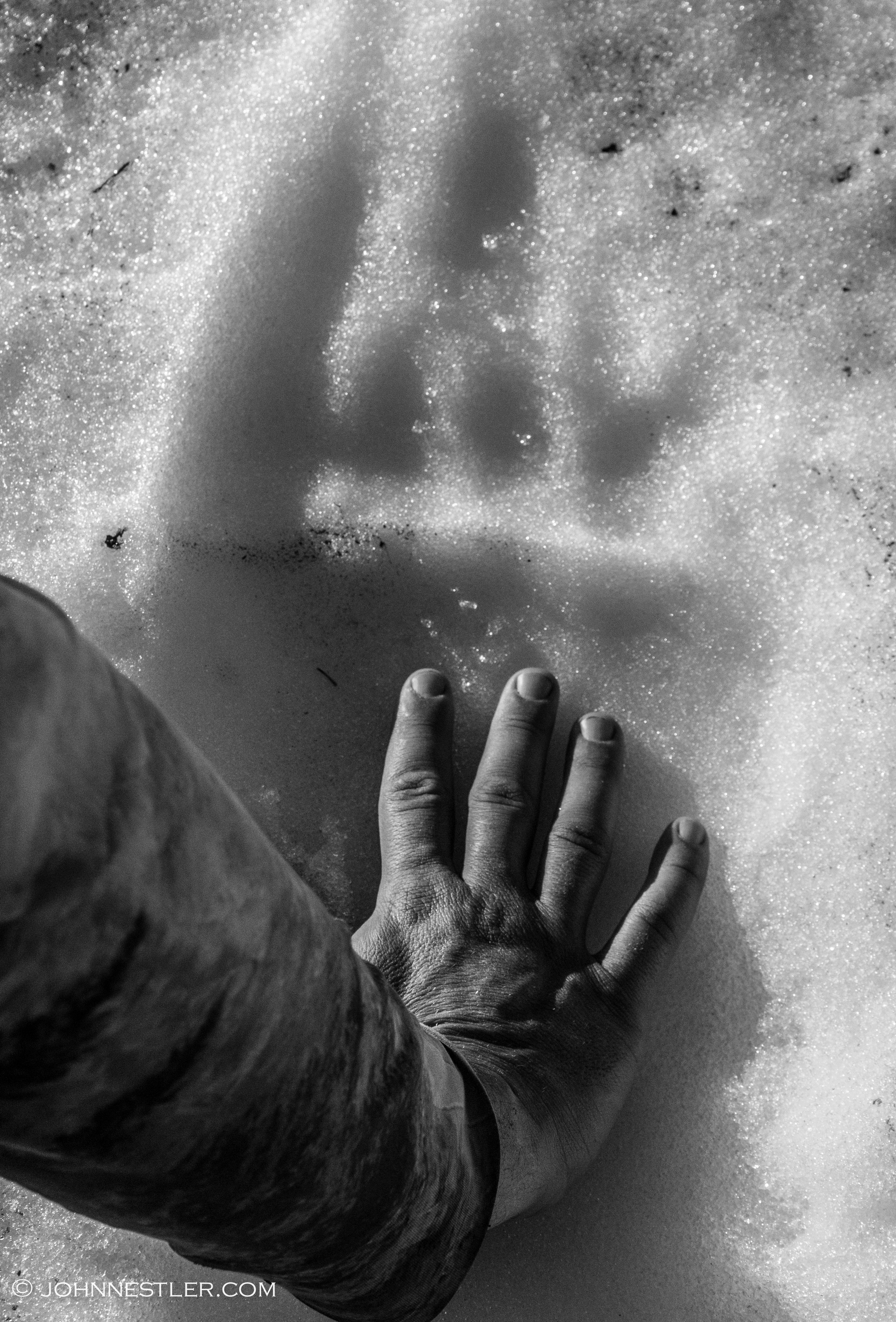 Bear Paw Print in Snow