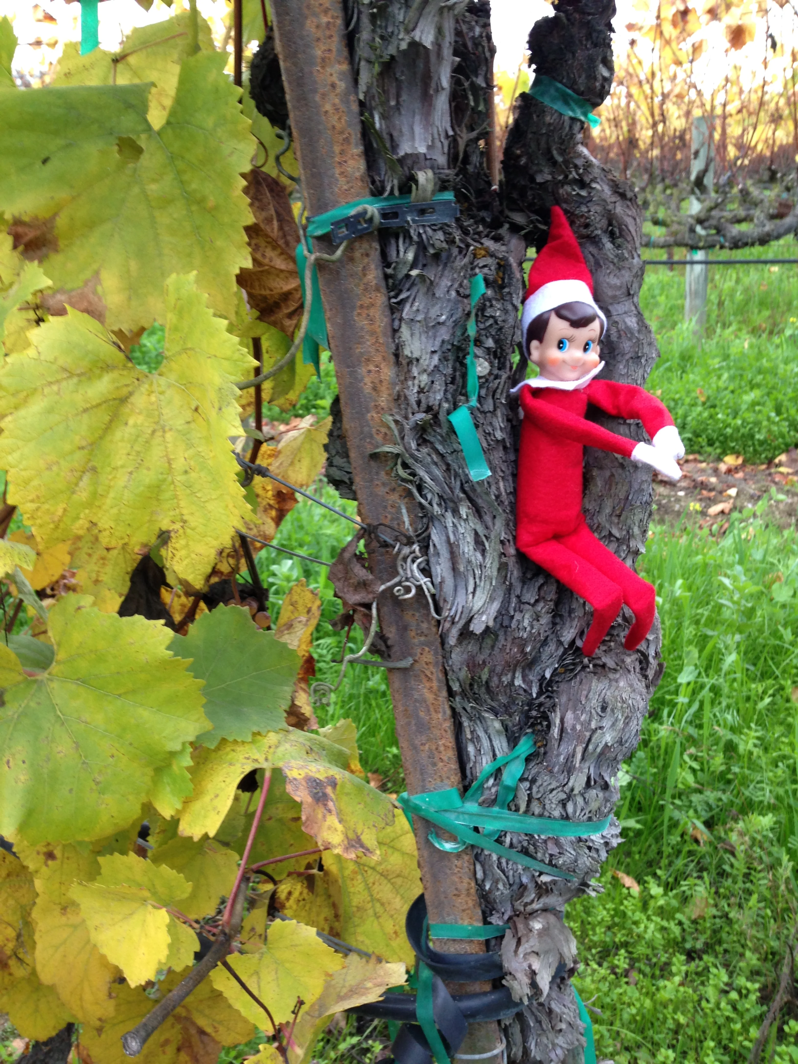"Buzz" (aka #ElfOnTheShelf): Reporting Back to #Winelovers!