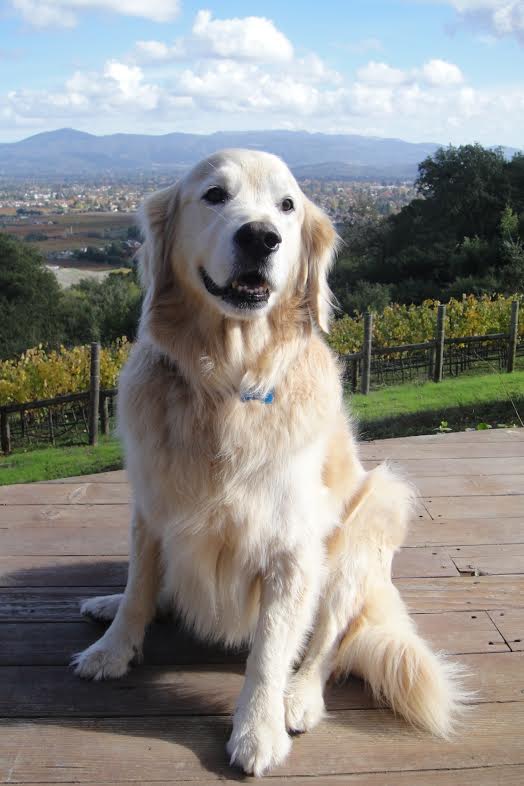Anthem_Golden Retriever Yoakam.jpg