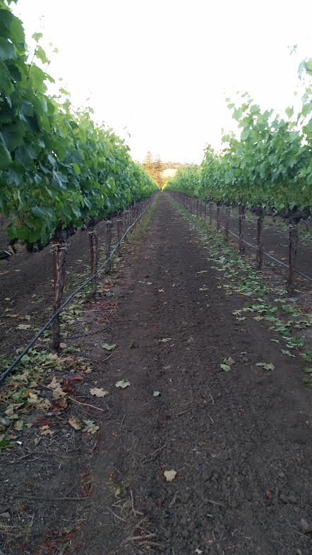 Erin E. Wines Vineyard Site | VAULT29