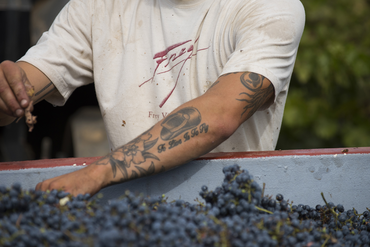 Frey_harvest2.jpg