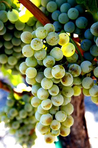 Semillon grapes.jpg