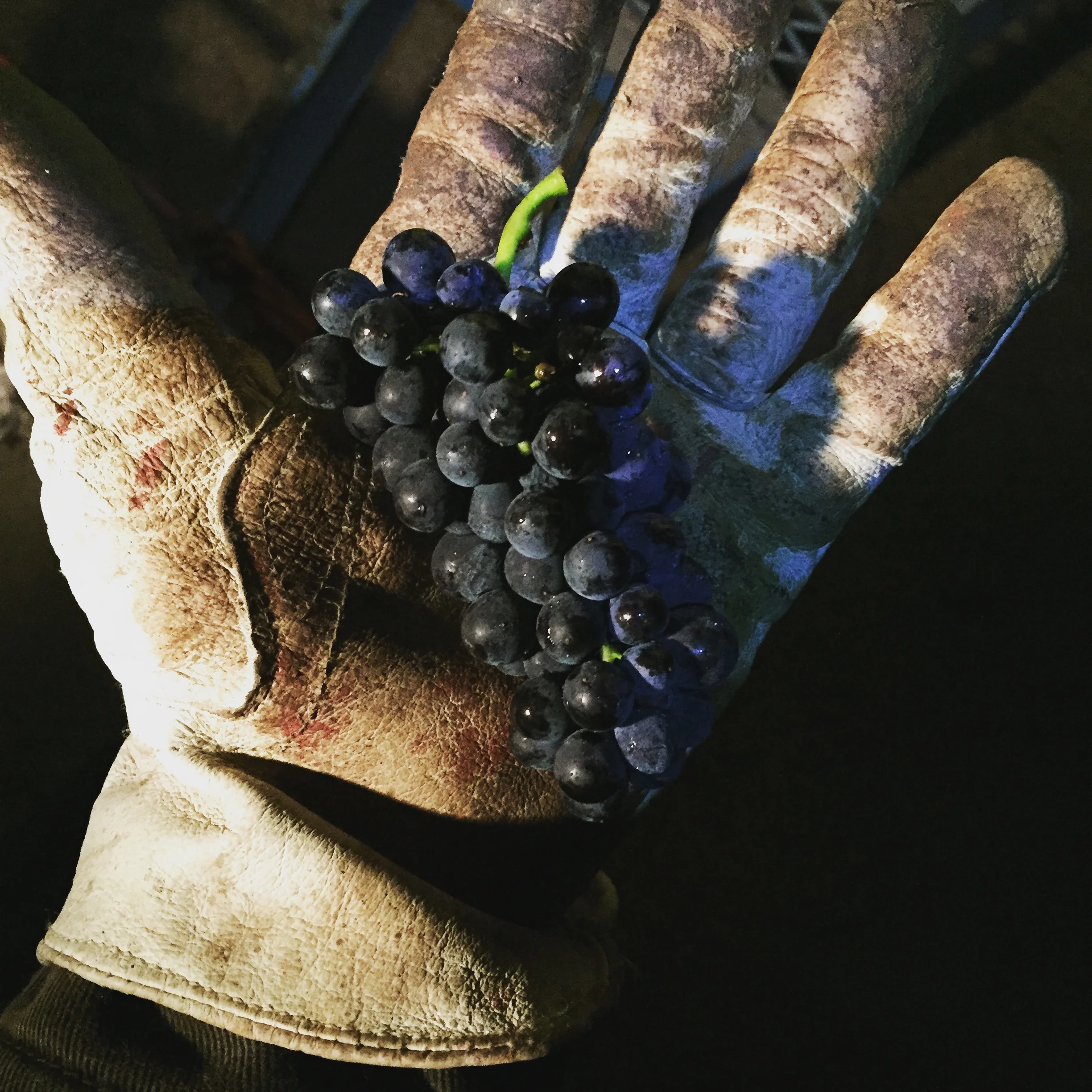 #Harvest2015 With #Sonoma Coast #Winery: Alma Fria