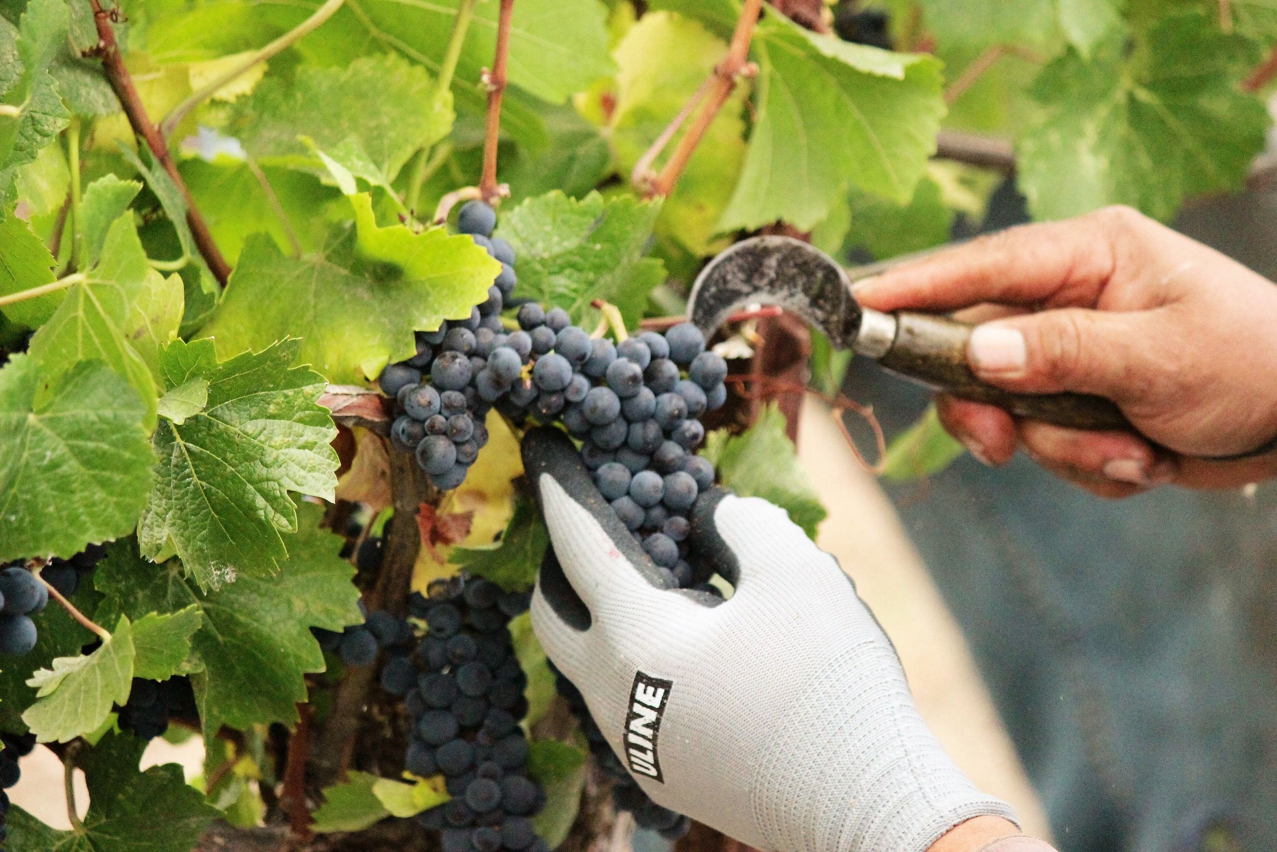 A grape harvesting knife is used to harvest Pinot Noir clusters. 