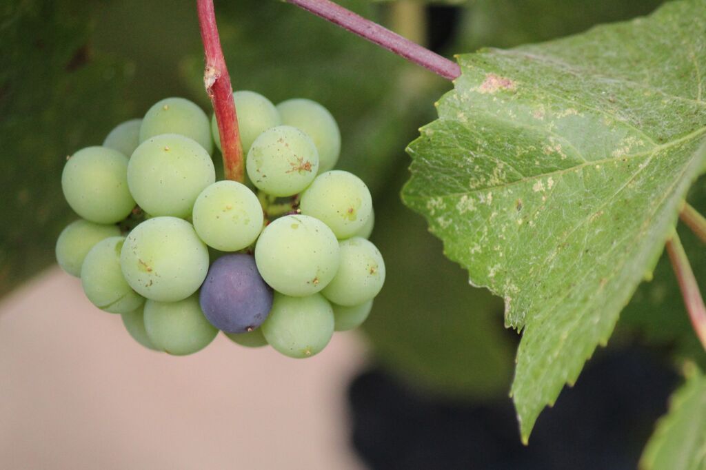 A small cluster that didn't see full veraison is left on the vine