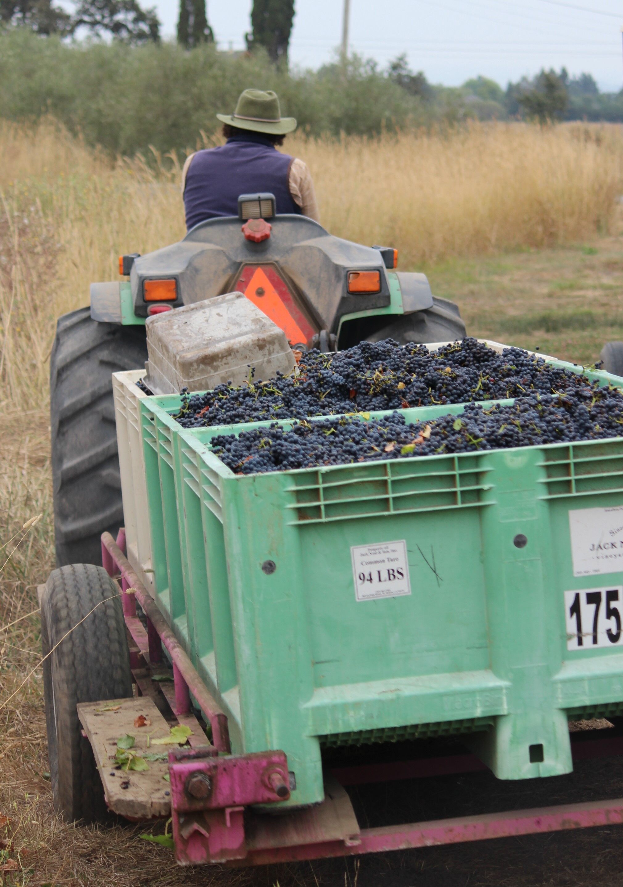 Grapes are ready for their next stage as the farmer drives his fruit to the winemaker. 