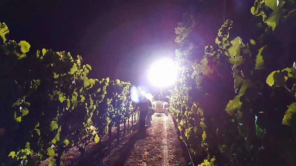 Emeritus Wines