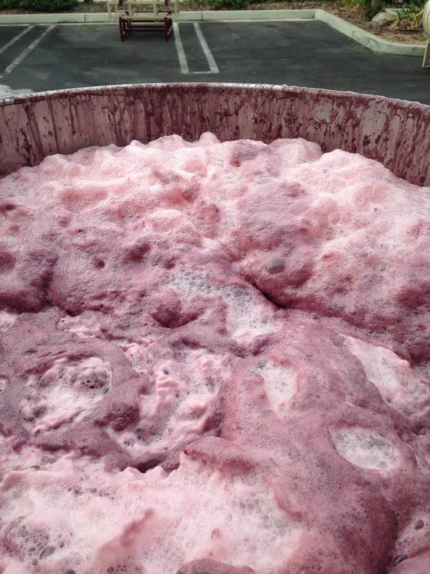 One vigerous ferment of Carignane