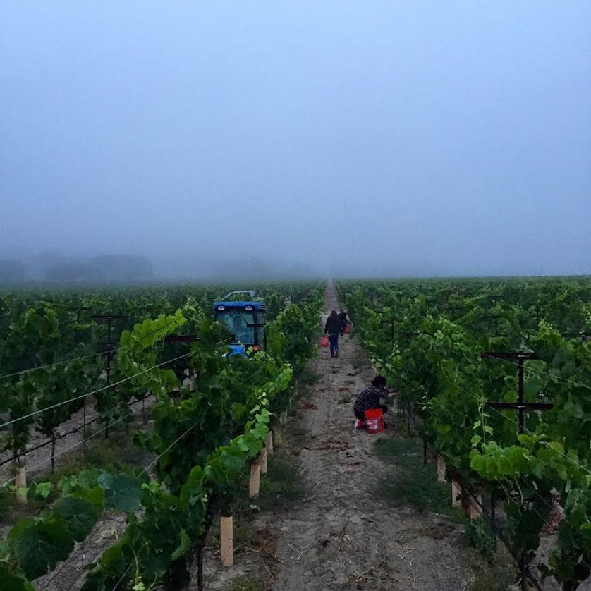 foggy vineyard.jpg