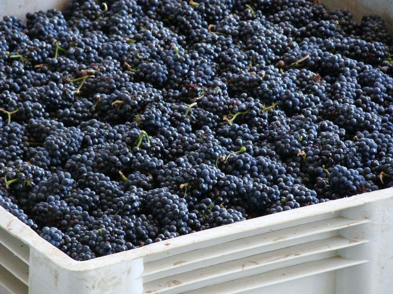 Grapes in a bin ready to be crushed at Rack & Riddle.jpg
