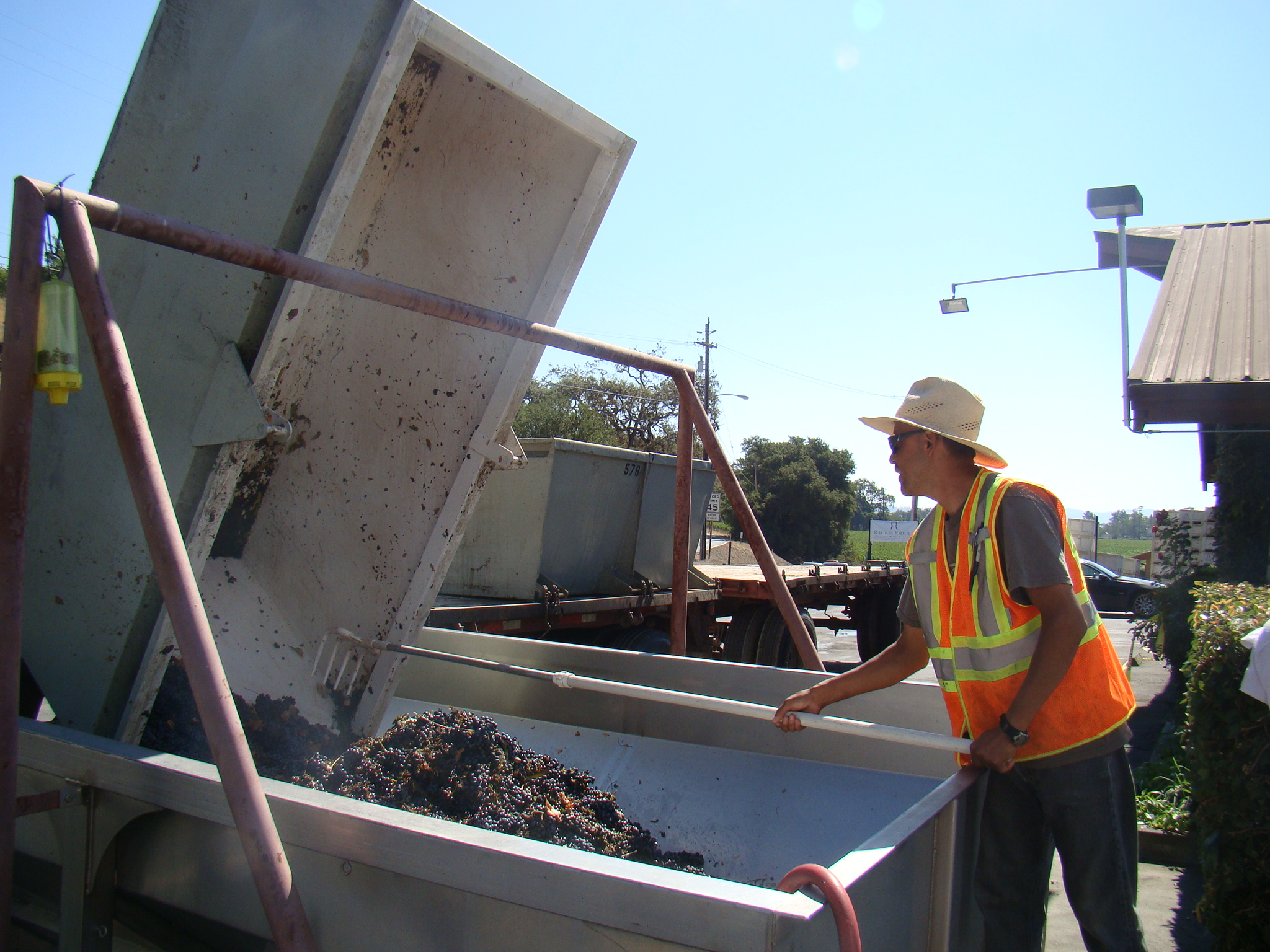 Grapes coming in for crushing at Rack & Riddle's Alexander Valley facility.JPG