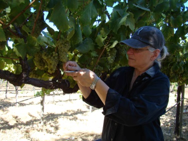 Penny Gadd-Coster checking the sugar levels in grapes.jpg