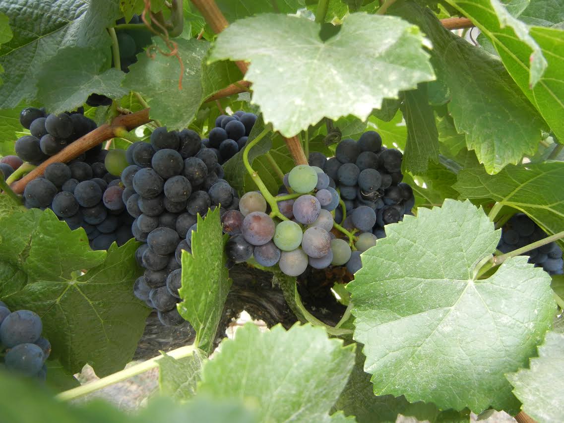 Grapes2_veraison.jpg