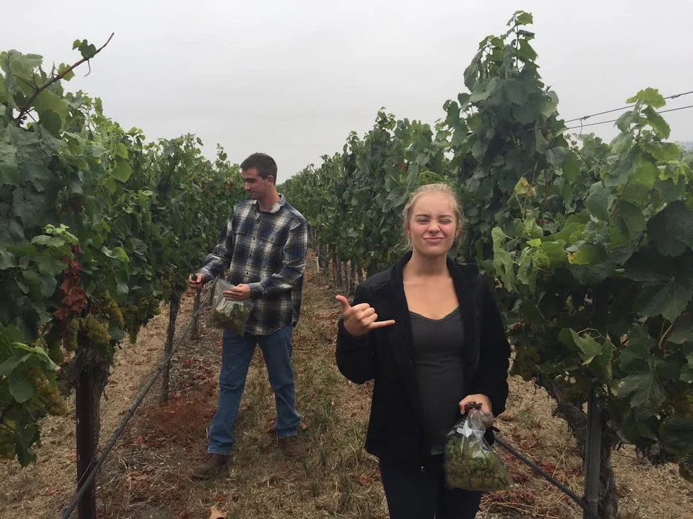 help in vineyards.jpg