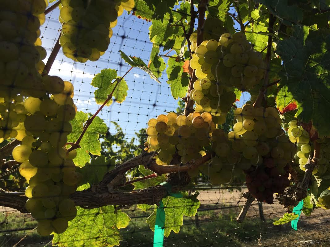 grapes on vine.jpg