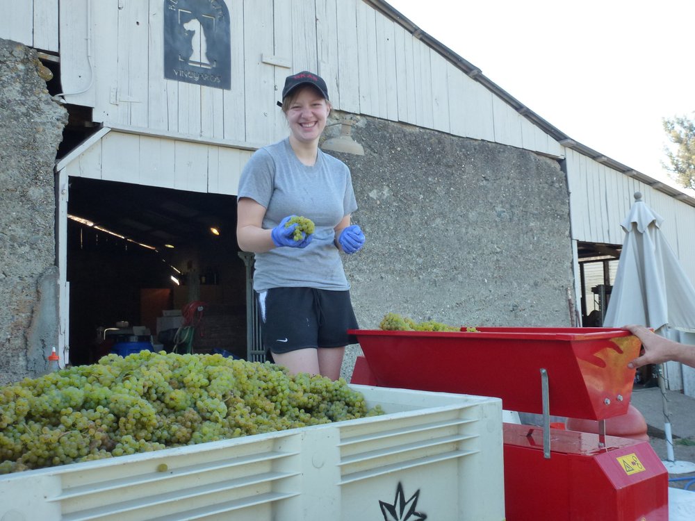 Marielle processing grapes.JPG