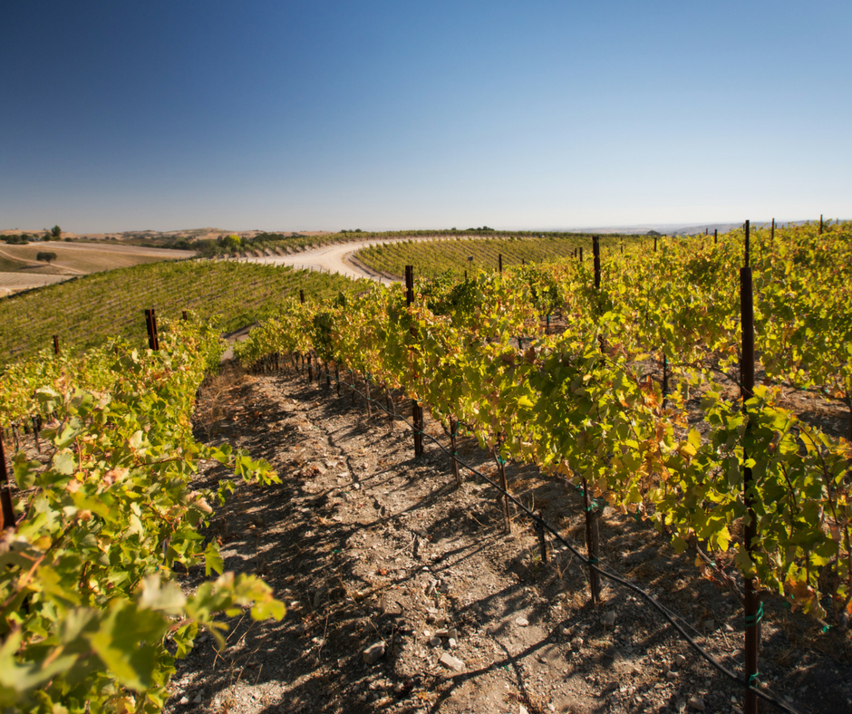 Catapult Vineyard