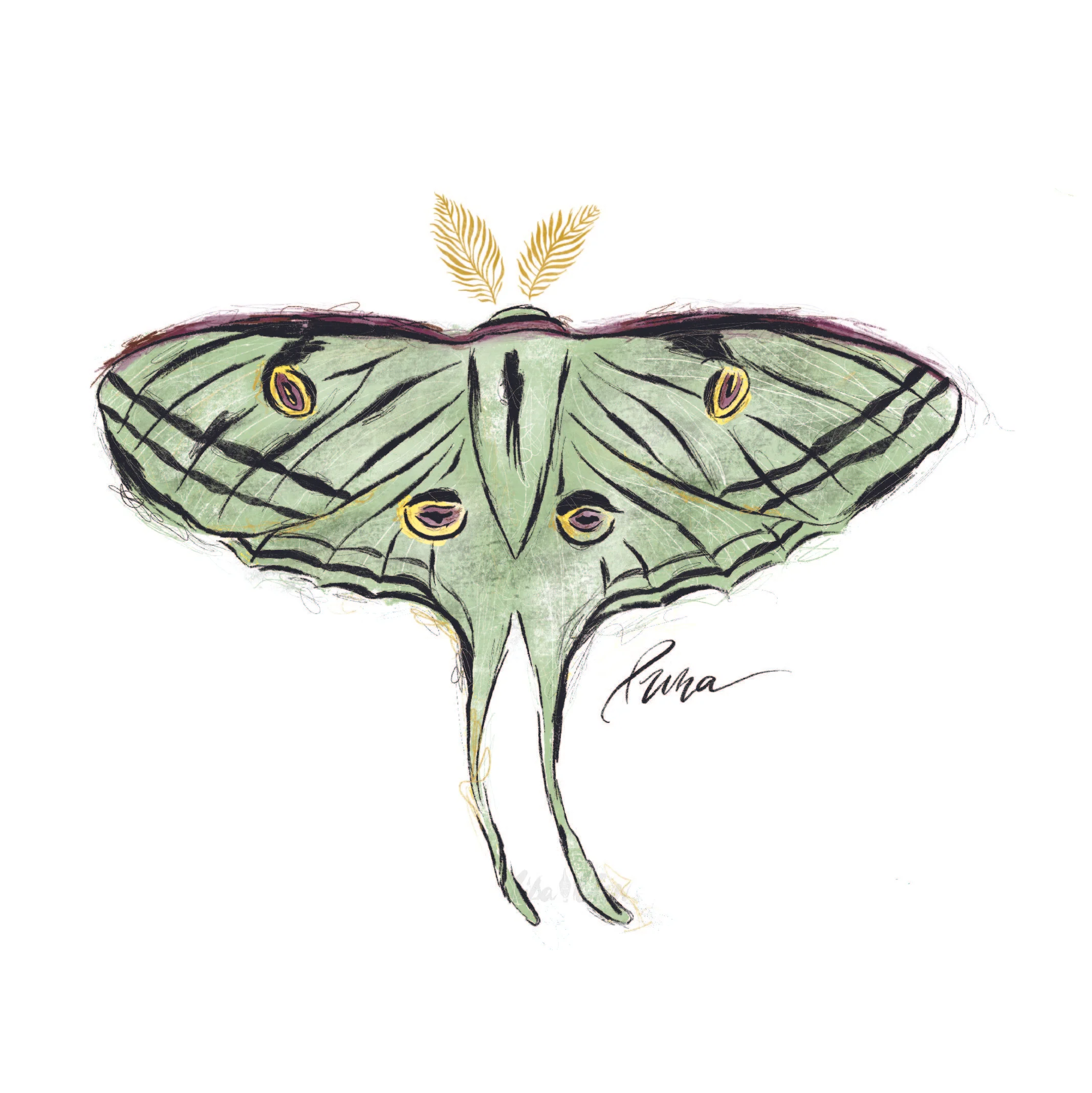 Luna Moth
