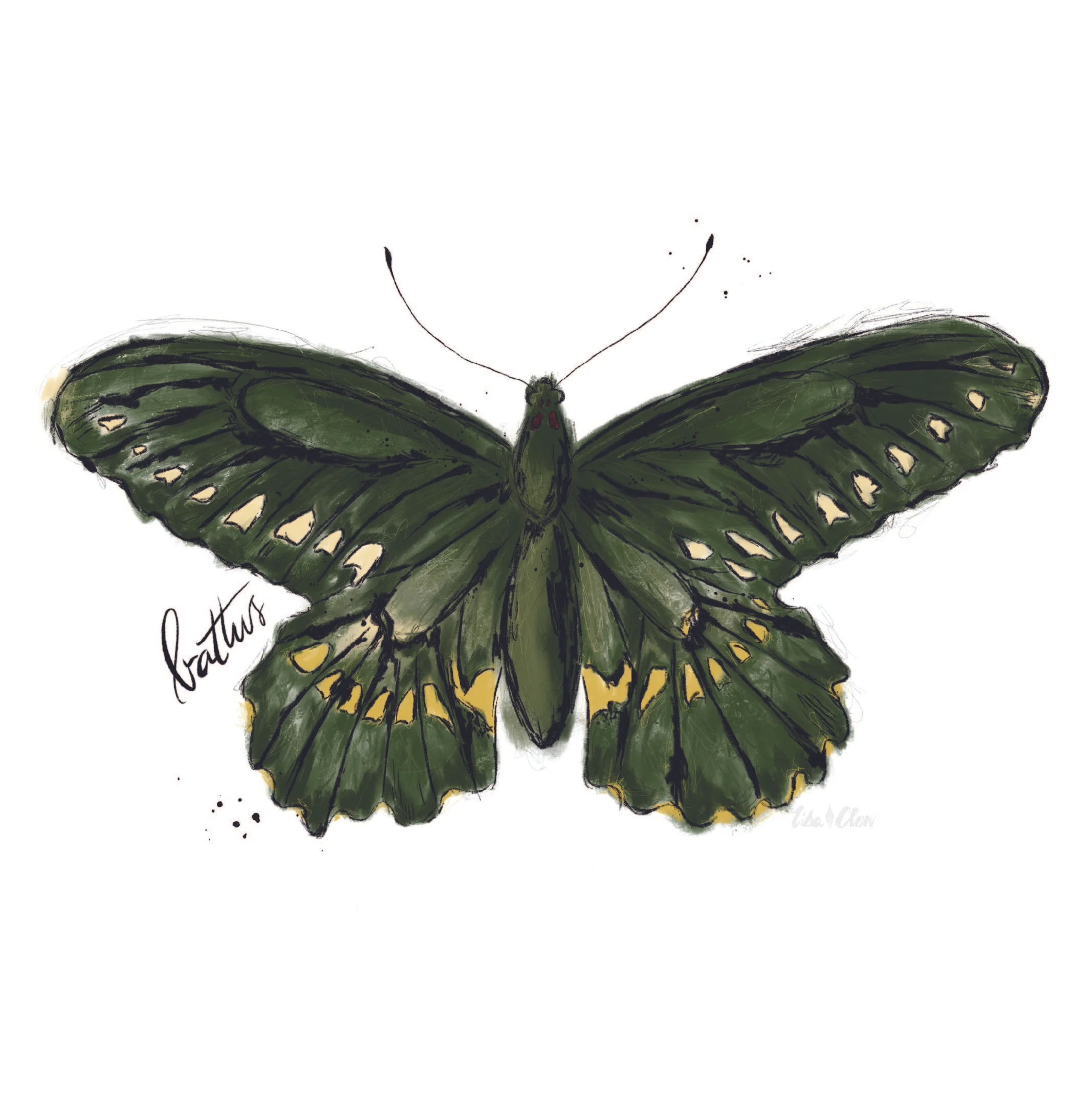 Battus Butterfly