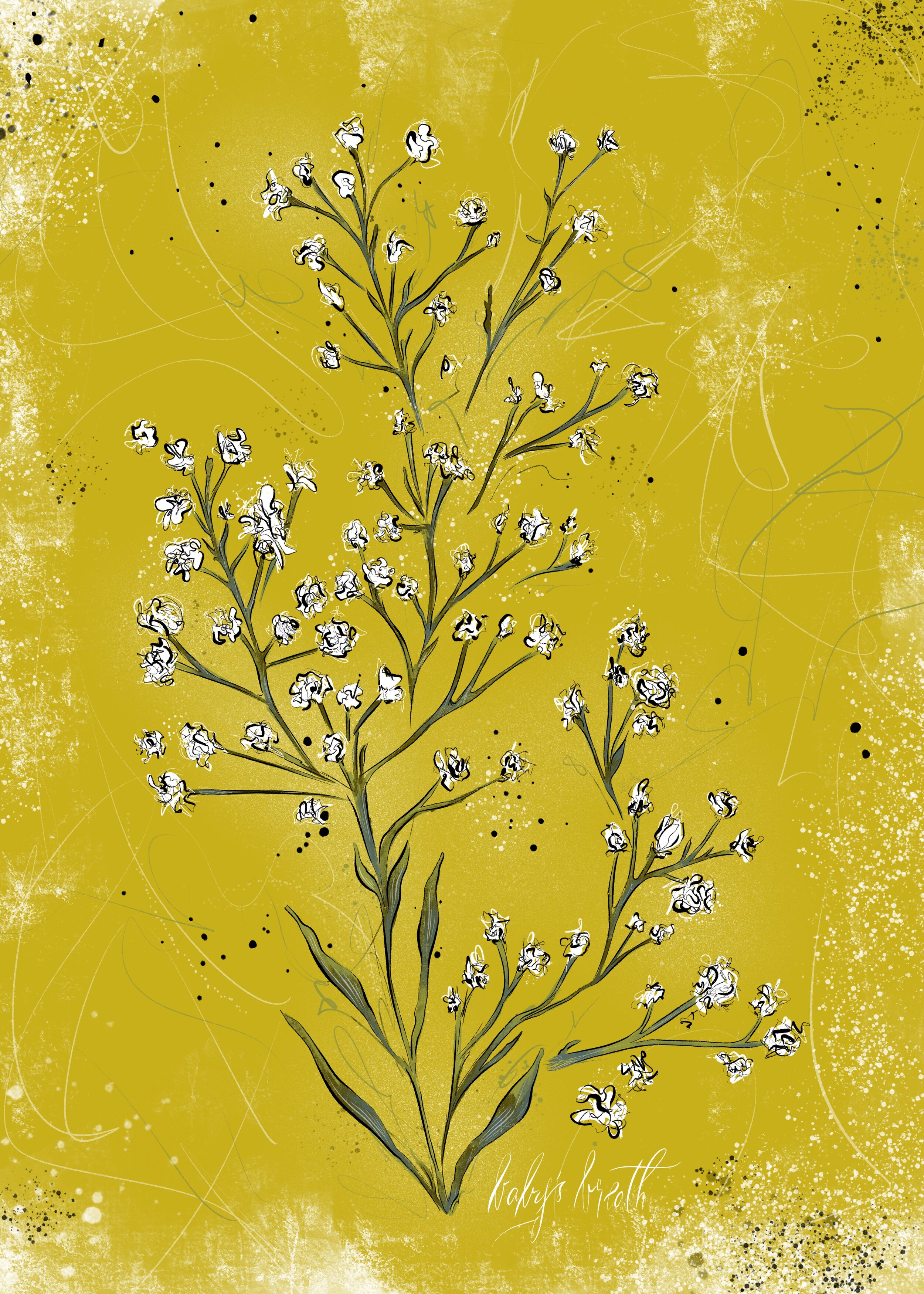 Baby's_Breath_.jpg