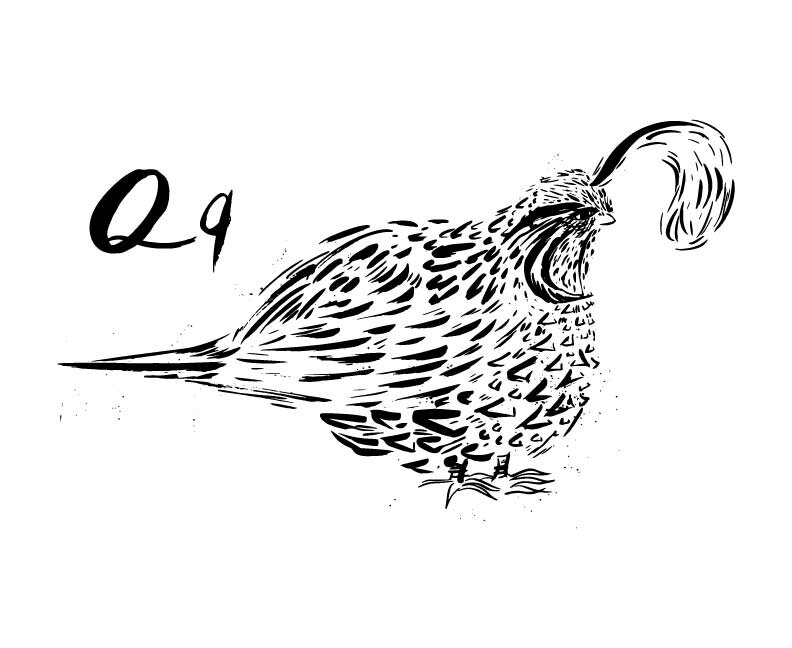 sumi ink animals for website banner -18.jpg