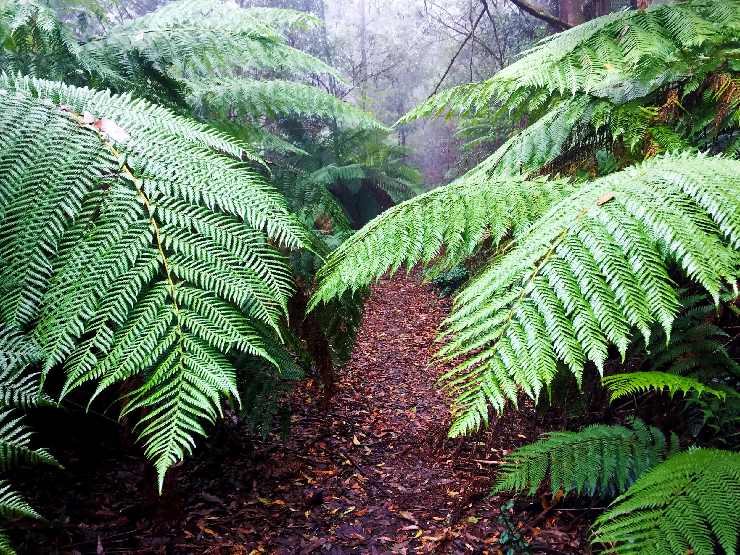 The Myrtle Gully Trail