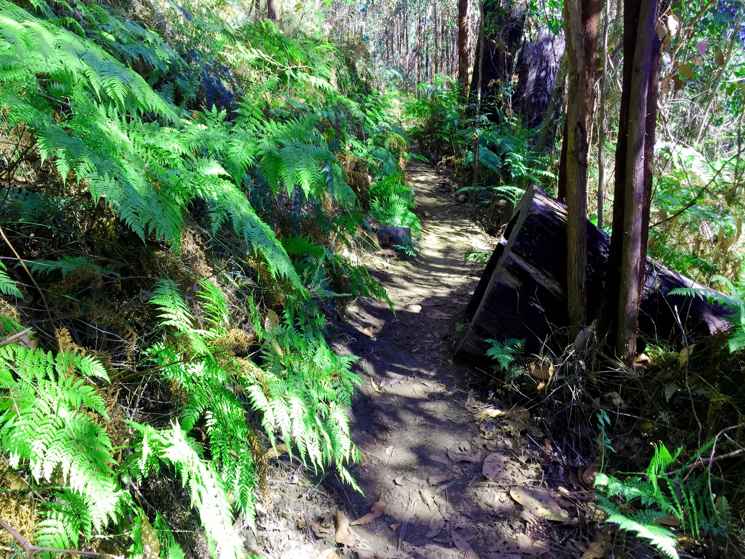 The Messmate Track