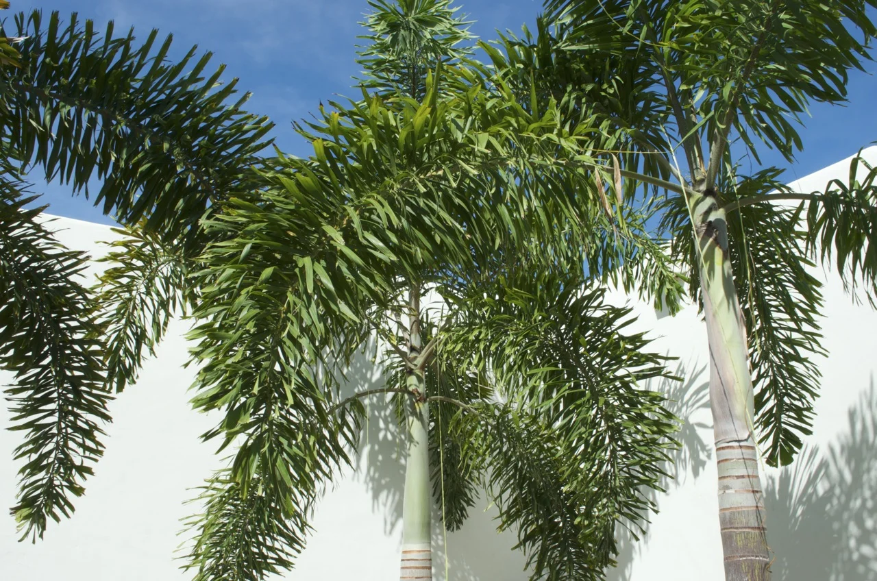 colas de zorro.jpg