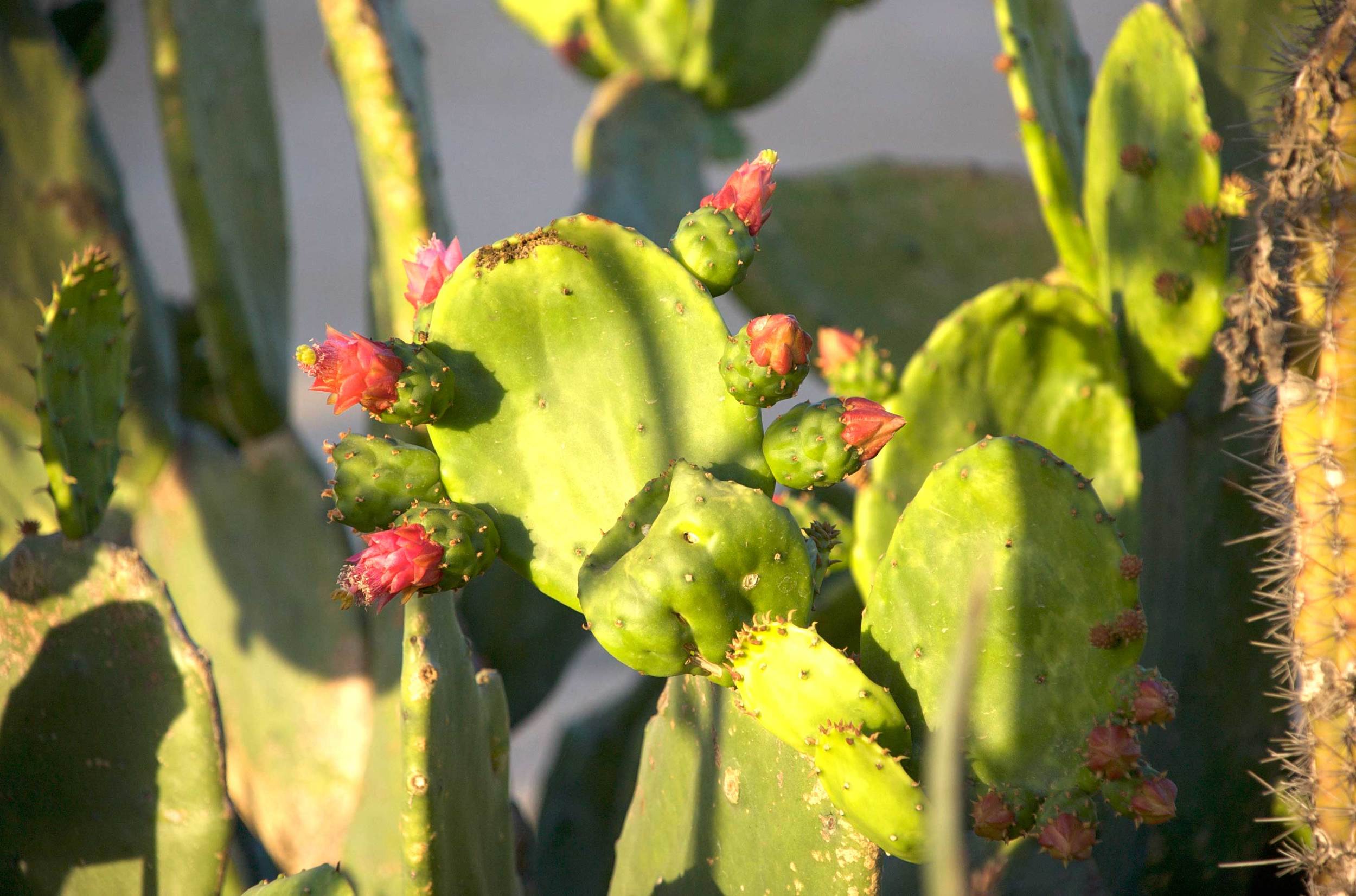 1cactus.jpg