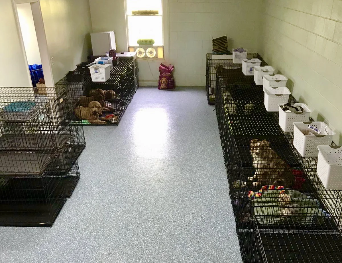 Crates are used when guests are unattended or being fed for safety. They are furnished with clean bedding, Nylabones, water buffalo horns, and other toys to keep them relaxed and happy.